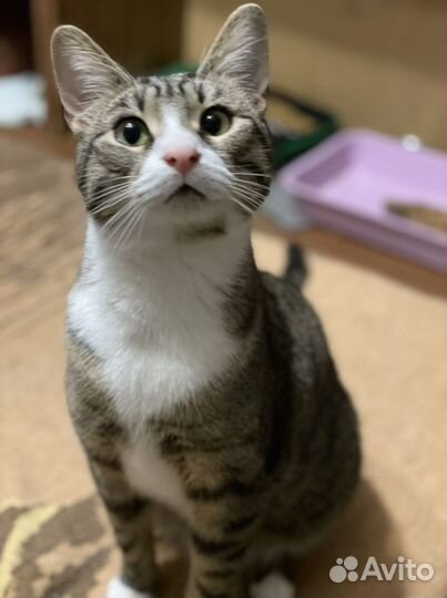 Коты в хорошие руки