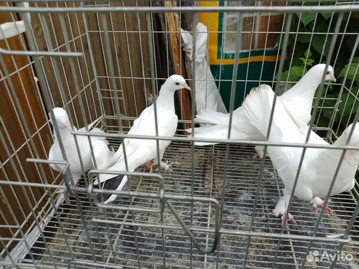 Бойные Голуби