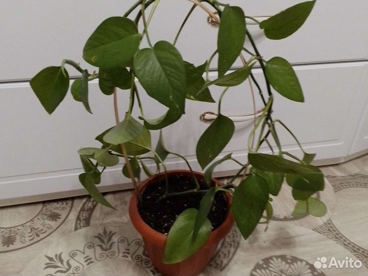 Сциндапсус,эпипрениум, комнатные цветы