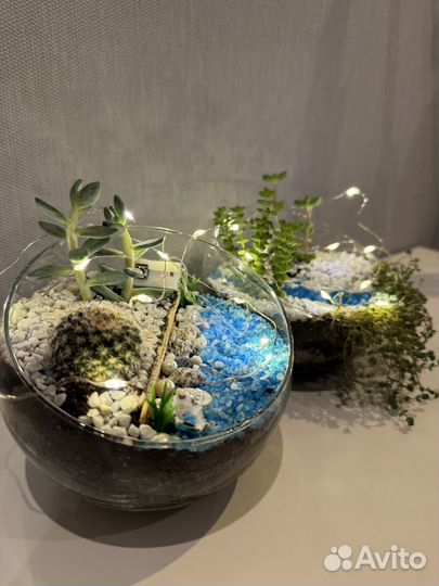 Флорариум суккуленты