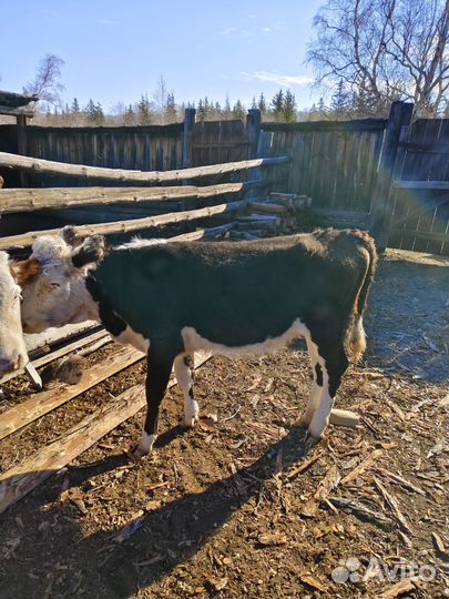 Телята телочки