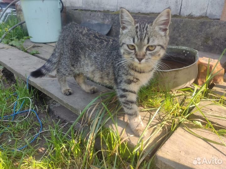 Котёнок девочка в добрые руки