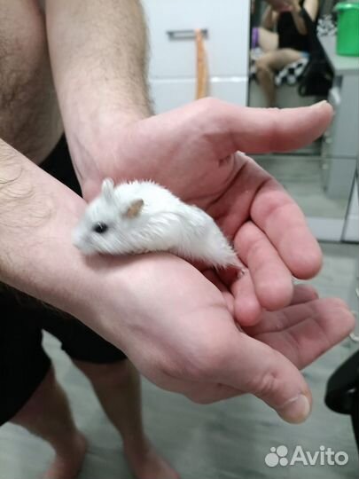 Джунгарский хомяк