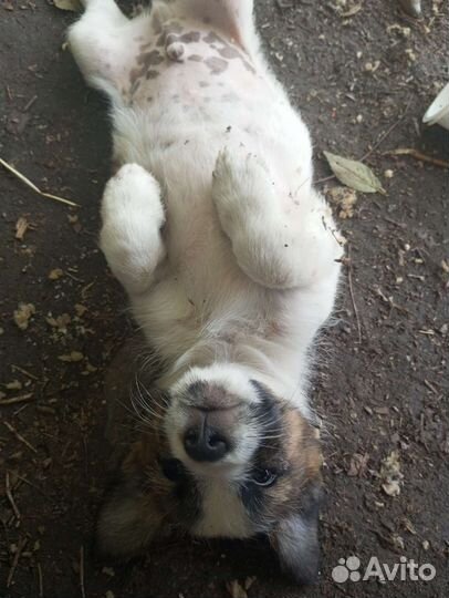 Щенки в добрые руки