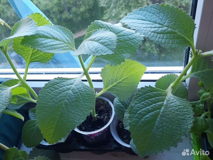 Комнатная мята