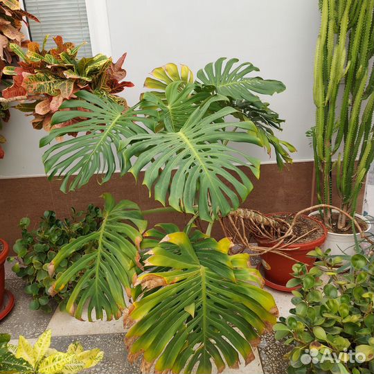 Комнатные цветы шефлера