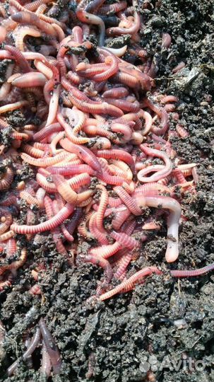 Опарыш, черви, дендра