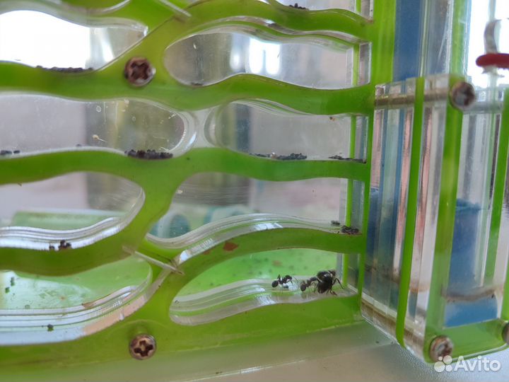 Формикарий муравьиная ферма