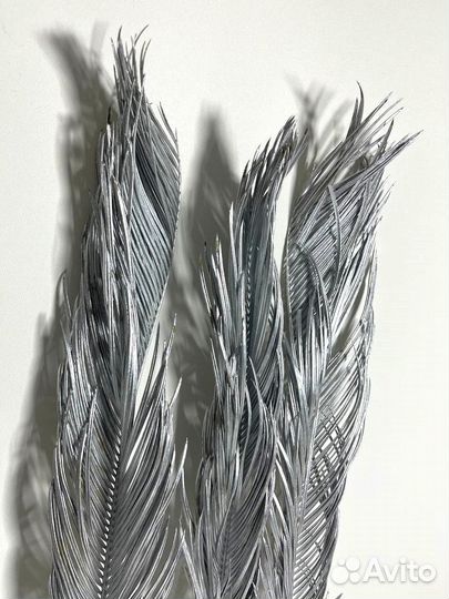 Листья пальмы серебряные высокие сухоцвет