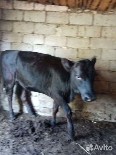 Корова и тёлка откорм