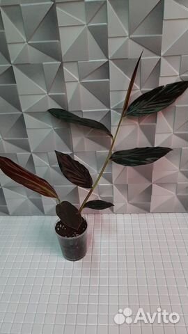 Имбирь Малазийский Шоколад/Zingiber Malaysianum купить в Твери | Товары ...