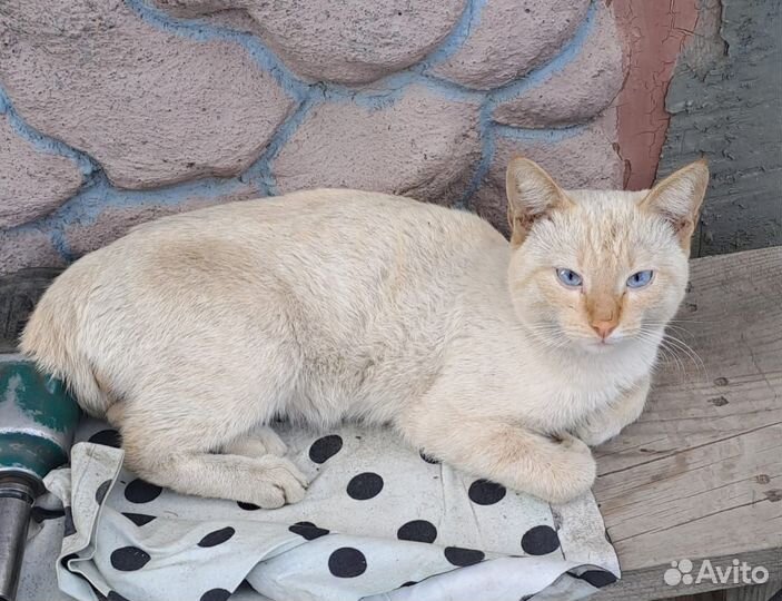 Отдам бесплатно