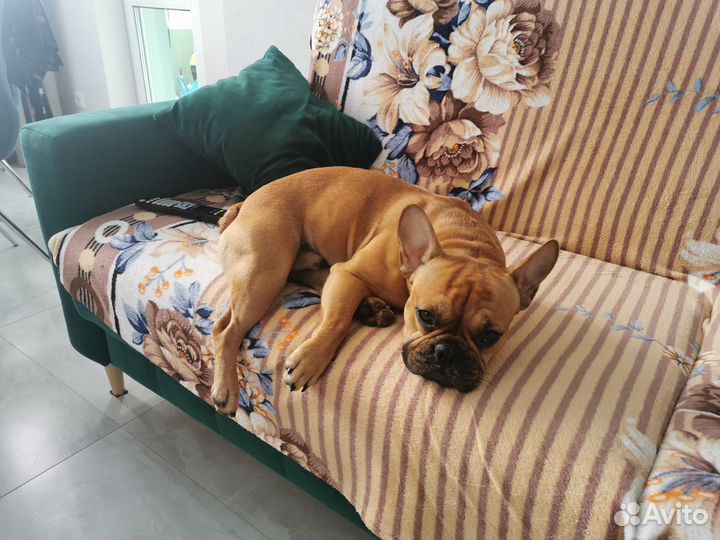 Вязка Французский бульдог