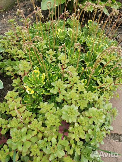 Камнеломка