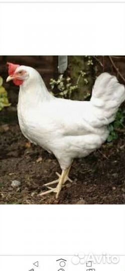 Куры несушки