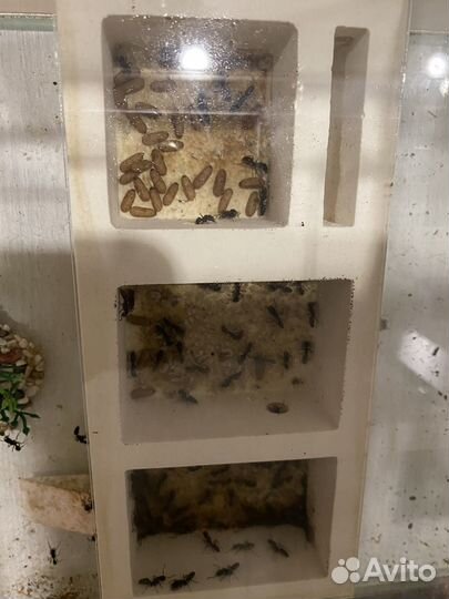 Odontoponera transversa