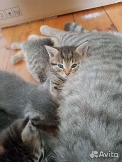 Котята в добрые руки