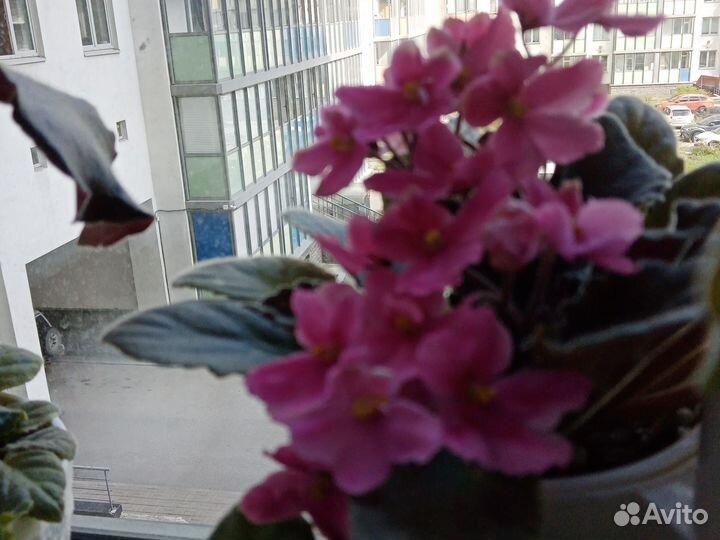 Фиалки сортовые