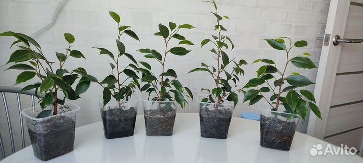 Молодые фикусы