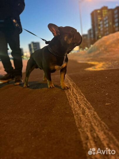 Вязка французский бульдог