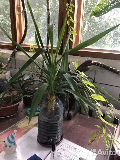 Цветы разные. Замиокулькас (Долларовое дерево)