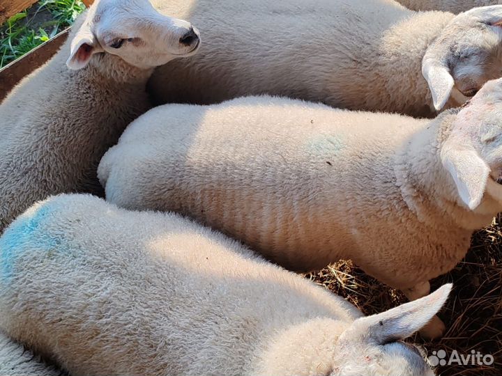 Овцы тексель