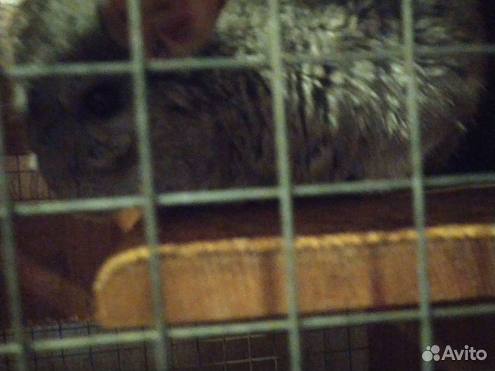 Шиншиллы мальчик и девочка