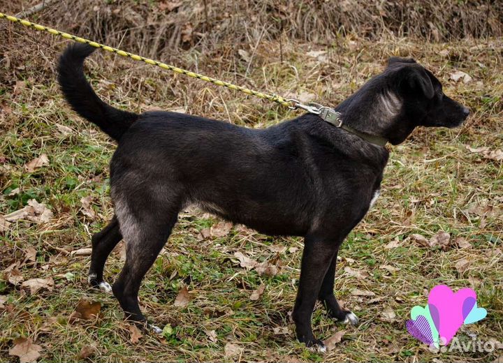 Собака Юна, 4 года, охранница