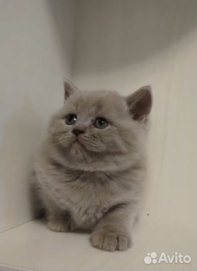 Кошечки и котики