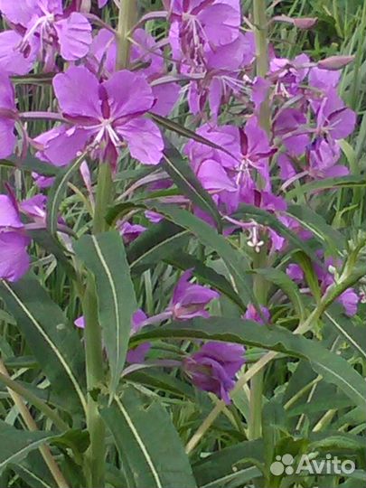 Иван - чай ферментированный