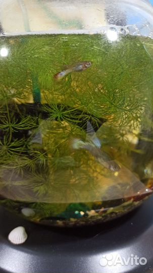 Аквариум с рыбками