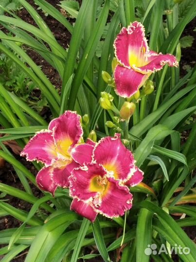 Многолетние садовые цветы