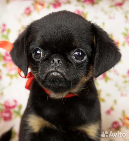 Пти брабансон