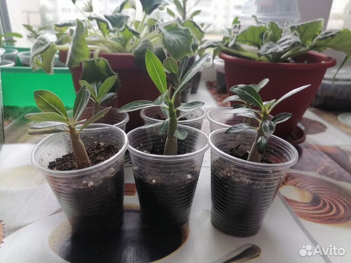 Адениум микс