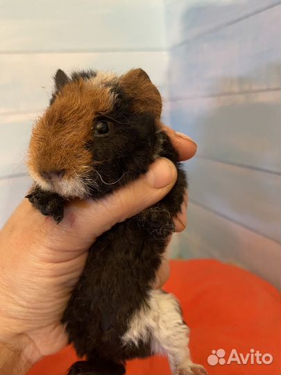 Морские свинки ам тедди