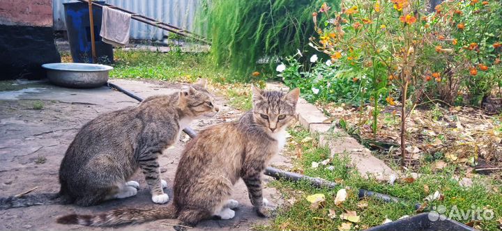 Кошка в добрые руки
