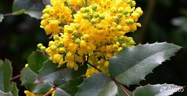 Магония падуболистная