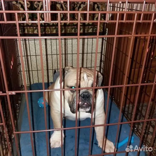 Клетка для собак