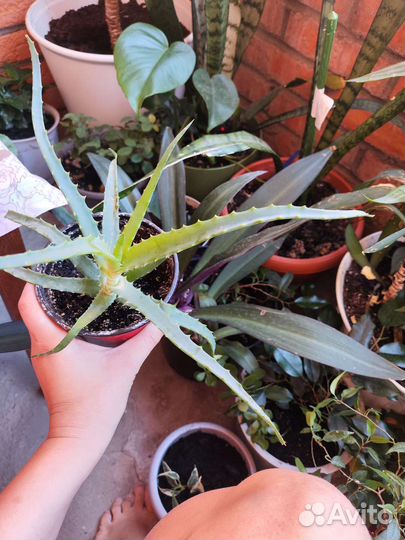 Алоэ вера растение