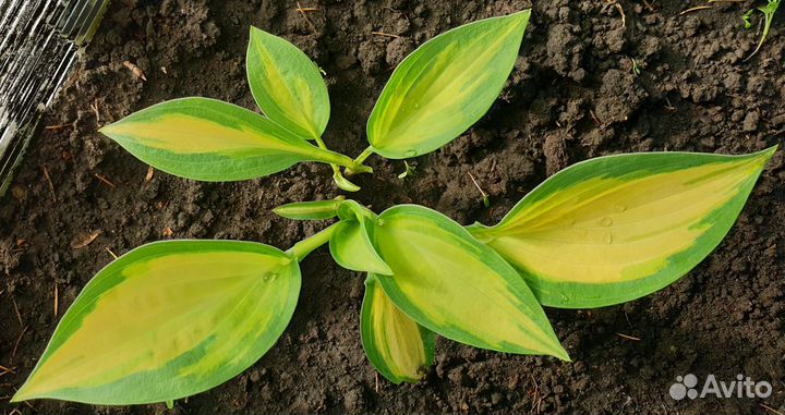 Хосты - 3 часть