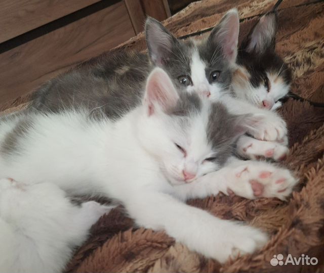 Котята в добрые руки приучены к лотку