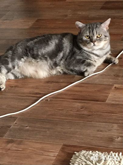 Кот шотландец