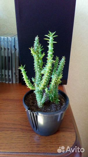 Аустроцилиндропунция, кактус