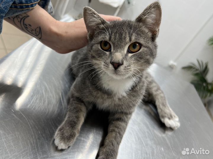 Котик в добрые руки