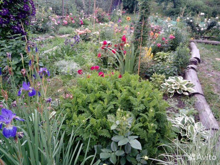 Пижма, тысячелистники