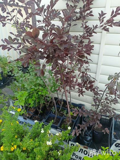 Саженцы черемухи Неубиенная