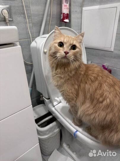 Кошечка либо кот