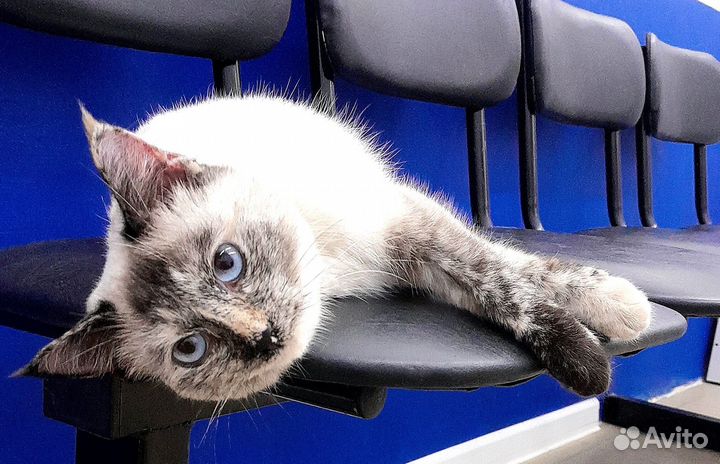 Кошка в добрые руки