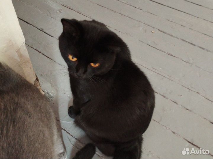 Кот в дар бесплатно