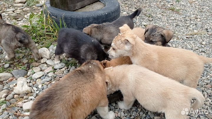 Щенки маламут